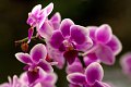 flora bloem bloemen fleur fleurs floral flower flowers orchid orchids orchidee orchideeen orchidees orchis Orchidaceae werk aan de muur werkaandemuur